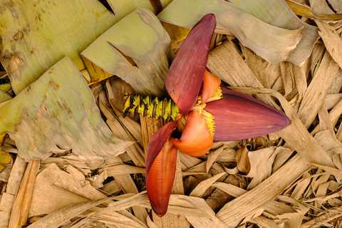 Bananenblüte - Bananenherz am Boden