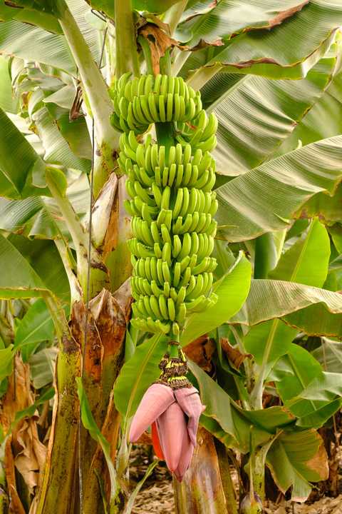 Bananenstaude mit Bananenherz oder Bananenblüte