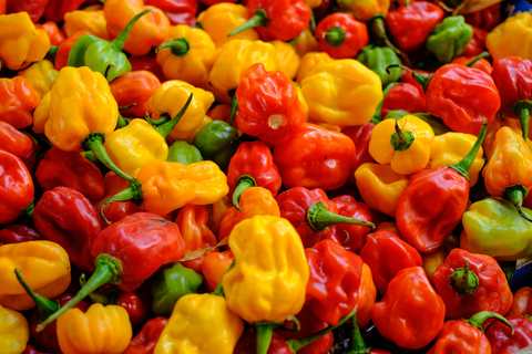 Habanero, auch bekannt als Habanero-Chili, Capsicum chinense oder karibische Chili