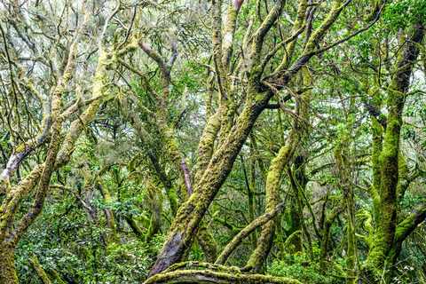 Lorbeerwald in La Gomera