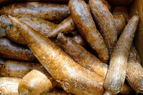 Maniok, auch bekannt als Cassava, Yuca, Mandioca, Tapioka oder Brazilian Arrowroot