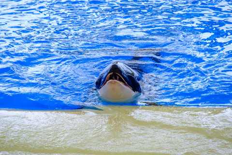 Orca schaut aus dem Wasser