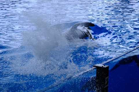 Orca-Show im Loro-Parque Teneriffa