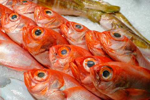 Rotbarsch, auch bekannt als Sebastes marinus, Goldbarsch, Ocean Perch oder Atlantic Redfish