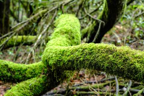 Lorbeerbaum mit Moos