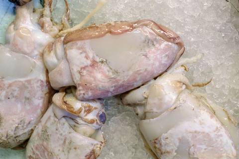 Tintenfisch, auch bekannt als Pescado, Choco, Sepia oder Echter Tintenfisch