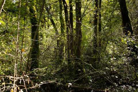Trüffel suchen und finden im Wald