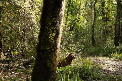 Trüffel Hunde im Wald