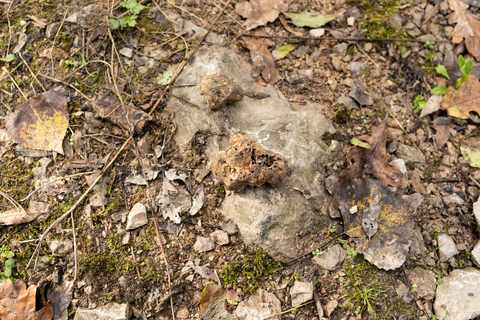 Weiße Trüffel beim Trüffeljäger gekauft